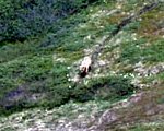 A female grizzly walking along the bear trail