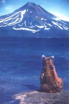 Sitting Bear, Kurilskoye Lake, 1994